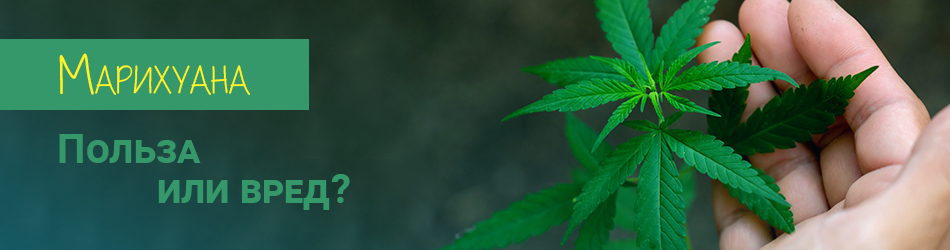 Конопля и невроз как вырастить марихуану из семян