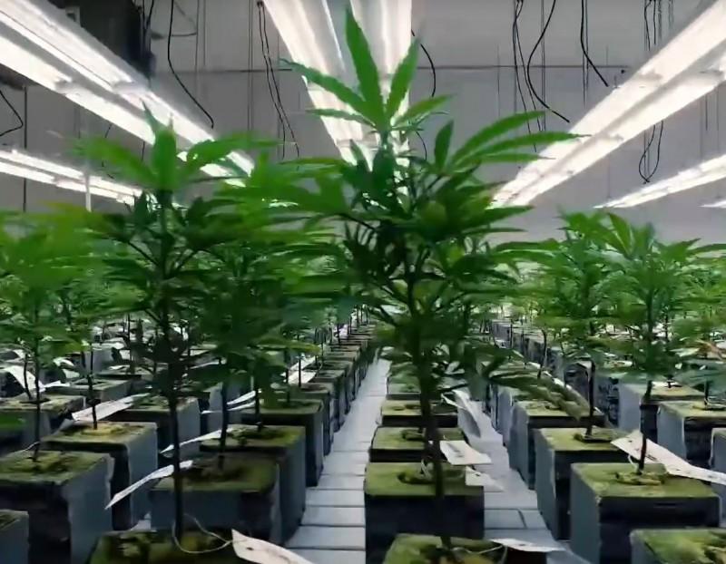Теплица для выращивания марихуаны купить марихуану купить на бали